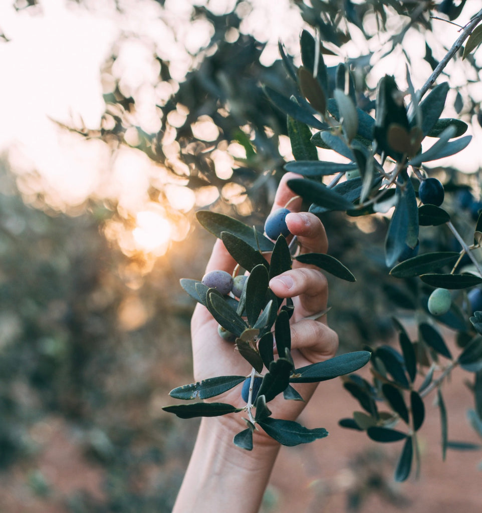 L'Oro liquido della Puglia: L'Olio di oliva e la magia della sua stagione